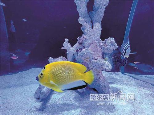 各种网红是澳龙,从海洋美食到网络现象的华丽蜕变